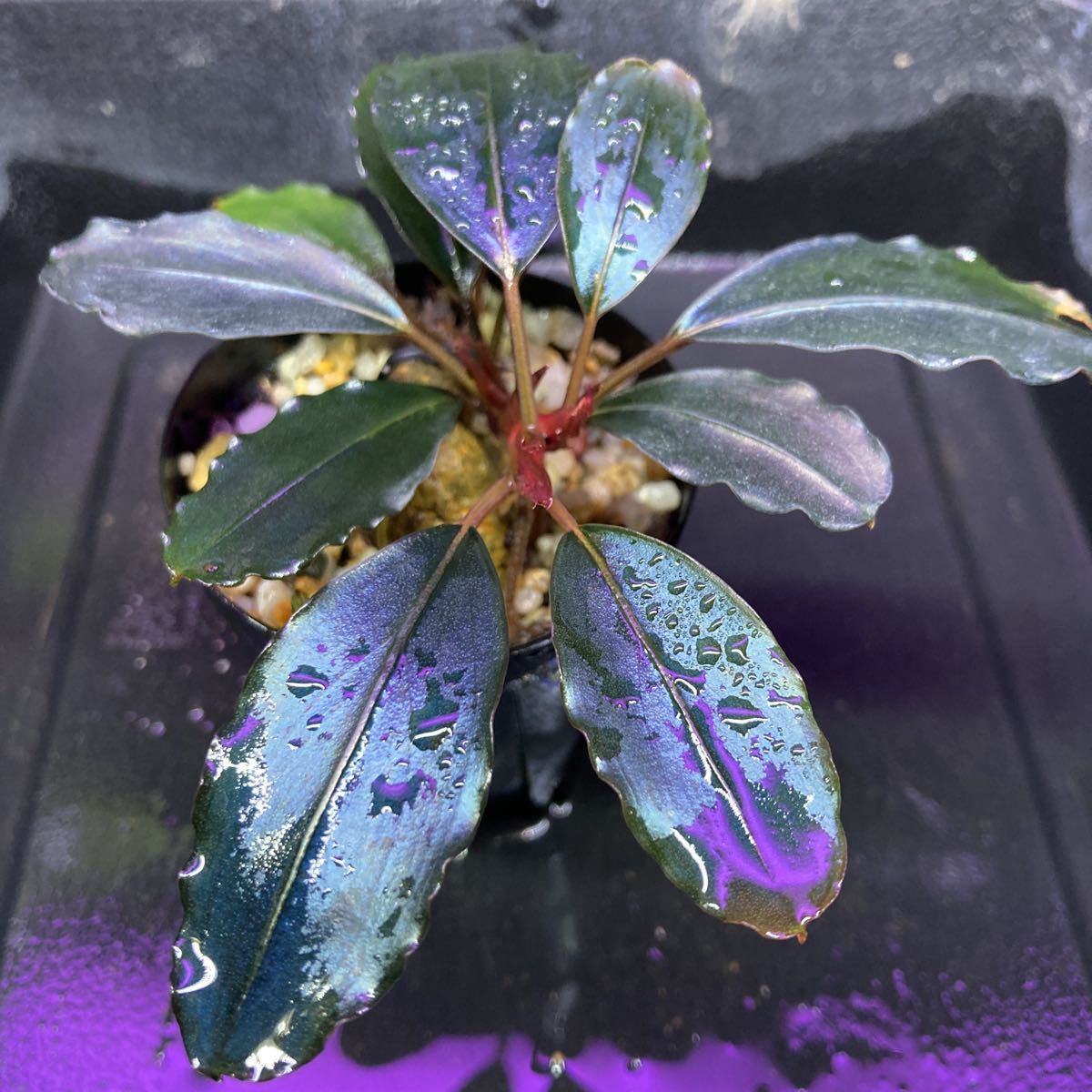 Yahoo!オークション - Bucephalandra sp. Pink lady Yahoo!オークション - Bucephalandra sp. Pink lady