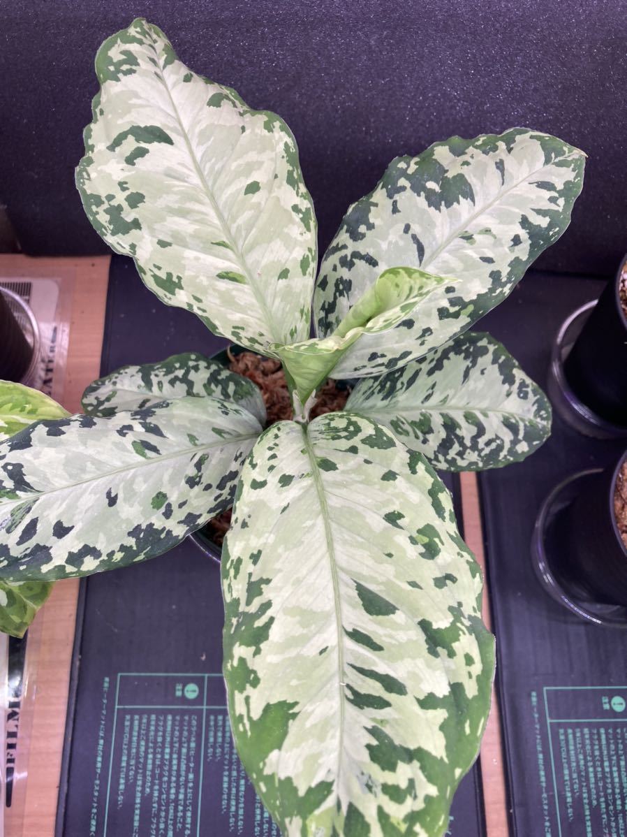 Yahoo!オークション - Aglaonema pictum multicolor 白皙明眸 Yahoo!オークション - Aglaonema pictum multicolor 白皙明眸