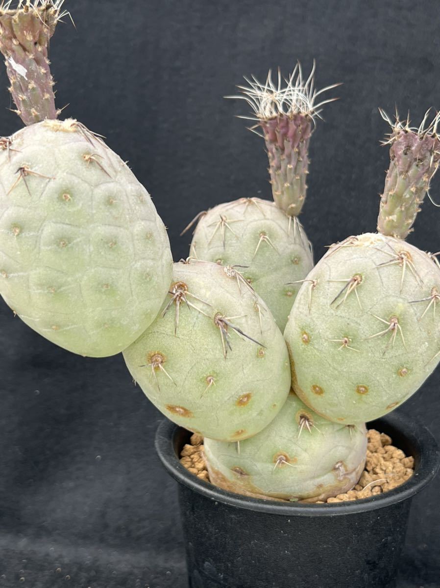 2)ゲオメトリクス 種付き テフロカクタス Tephrocactus geometricus