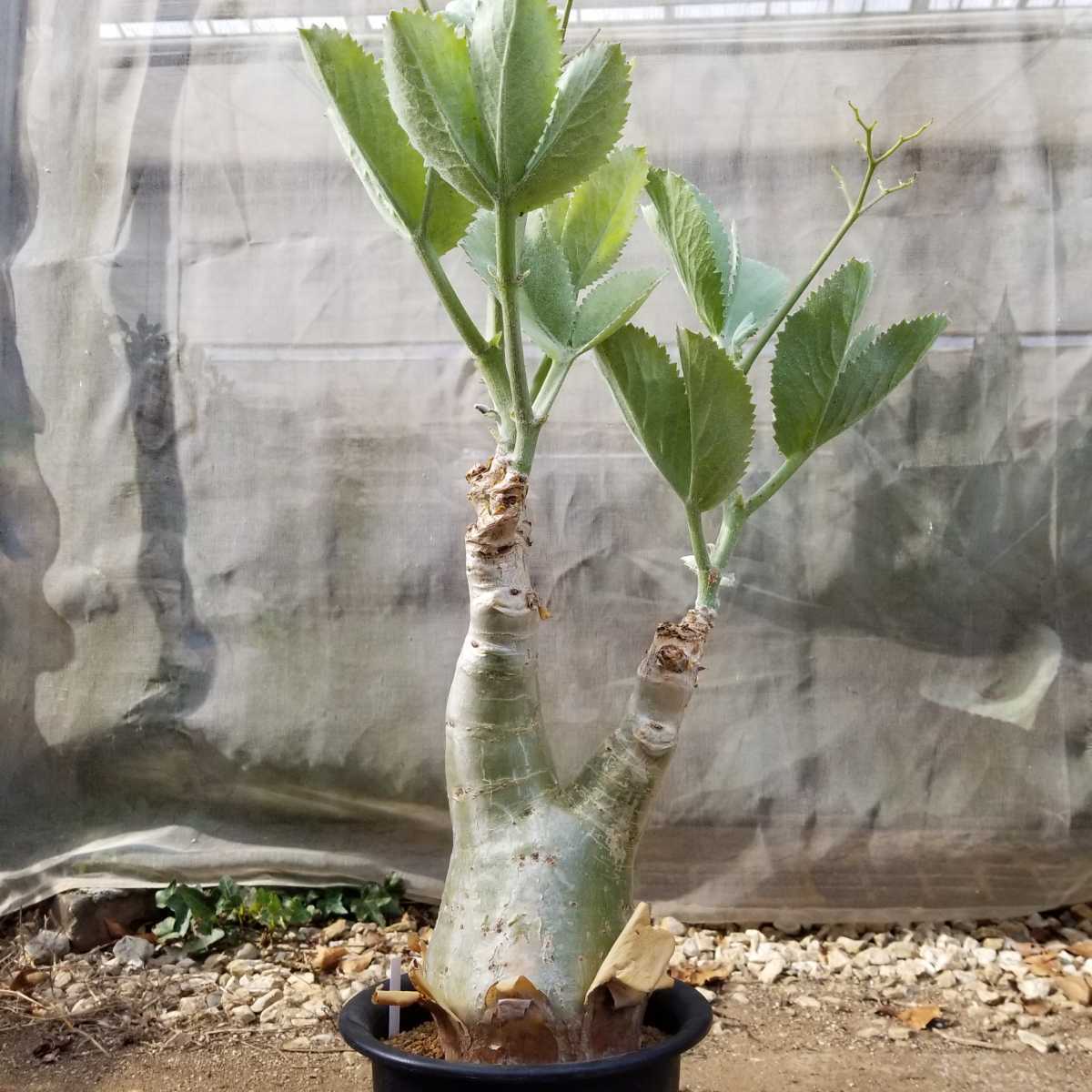 キフォステンマ セイチアナ(Cyphostemma seitziana) キフォステンマ セイチアナ(Cyphostemma seitziana)
