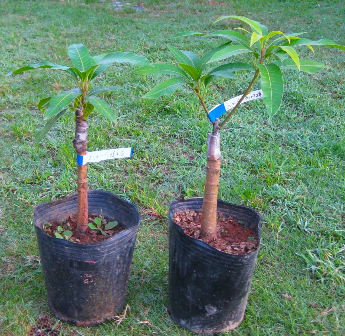熱帯果樹 マンゴー （キーツ ＋ アーウィン） 接木苗２種類セット 送料込み