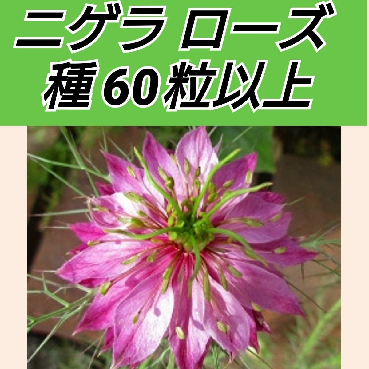 Paypayフリマ ニゲラ ローズ 花種60粒以上 Paypayフリマ ニゲラ ローズ 花種60粒以上