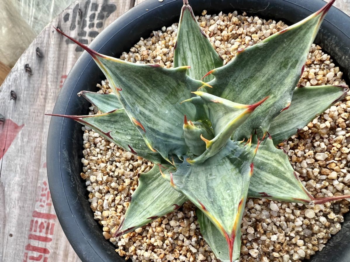 希少】AGAVE アガベ スノーデビル 斑入り 特選優良株 Agave deserti v