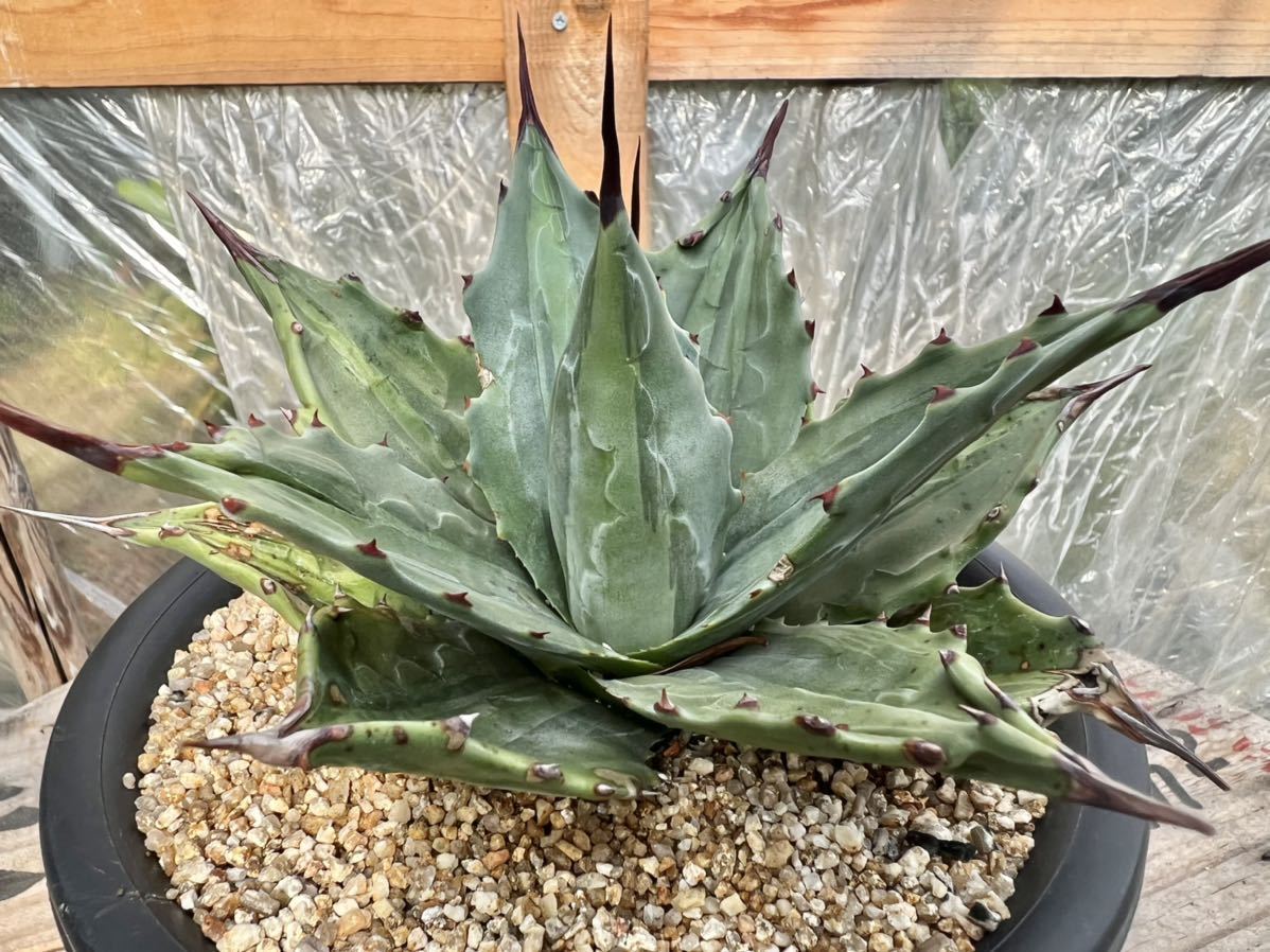 必見】AGAVE アガベ モンタナ ライムフラッシュ 斑入り Agave montana