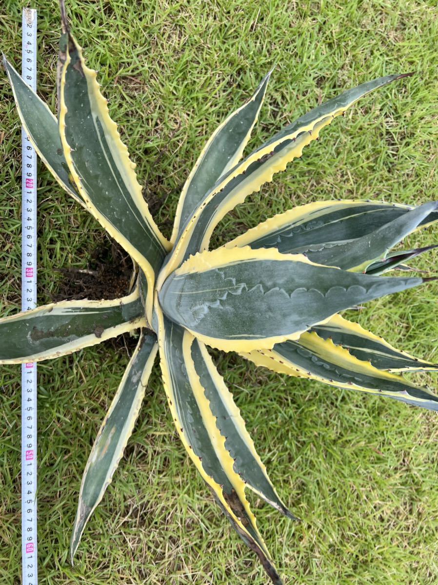 NEW】AGAVE アガベ アメリカーナ錦 子株有 アメリカーナ 斑入り NEW】AGAVE アガベ アメリカーナ錦 子株有 アメリカーナ 斑入り