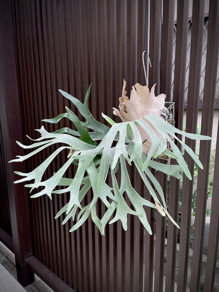 Yahoo!オークション - doi-tung ビカクシダ コウモリラン 【just Yahoo!オークション - doi-tung ビカクシダ コウモリラン 【just