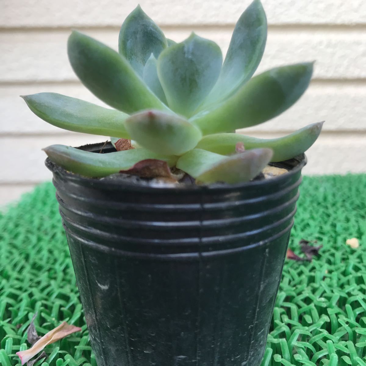 多肉植物 ☆ウォーターリリー☆黄棒 【SALE/90%OFF】