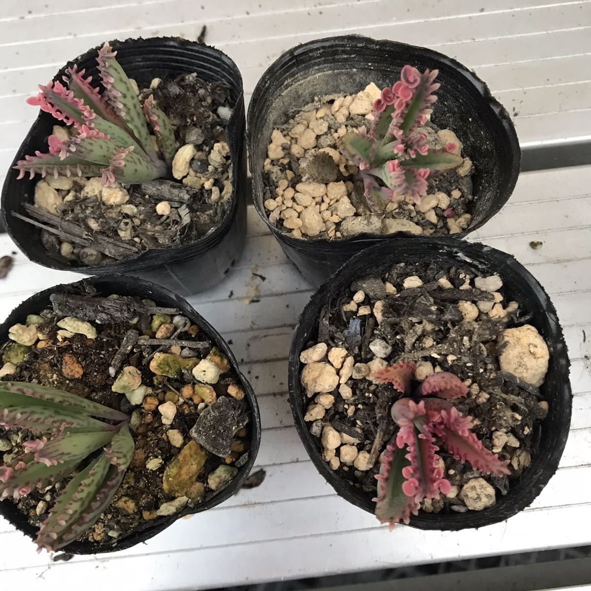 ほとんどカ 売約済み 多肉植物 カット苗の通販 By きら S Shop ラクマ てているも Mcmc Gr ほとんどカ 売約済み 多肉植物 カット苗の通販 By きら S Shop ラクマ てているも Mcmc Gr