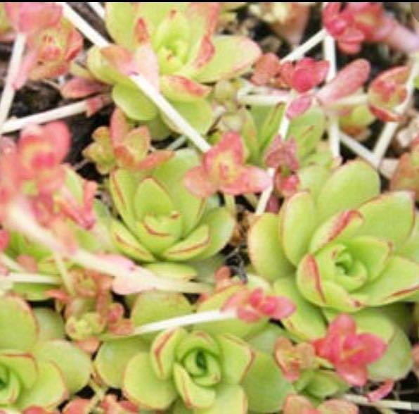 多肉植物 薄紅蓮華 葉先の紅葉がとても可愛い 名作 多肉植物 薄紅蓮華 葉先の紅葉がとても可愛い 名作