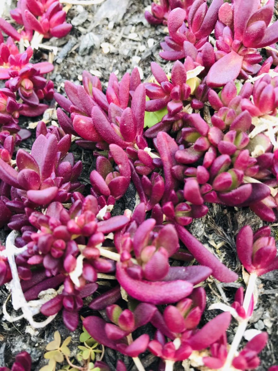多肉植物 ヌビゲナム 紅葉すると真っ赤 丈夫で育てやすい 10カット 今は緑です 在庫僅少 多肉植物 ヌビゲナム 紅葉すると真っ赤 丈夫で育てやすい 10カット 今は緑です 在庫僅少