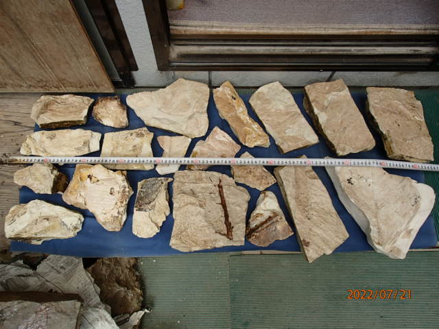 人気商品は 〇化石標本　Musa（バショウ）と思われる葉化石整理品 化石