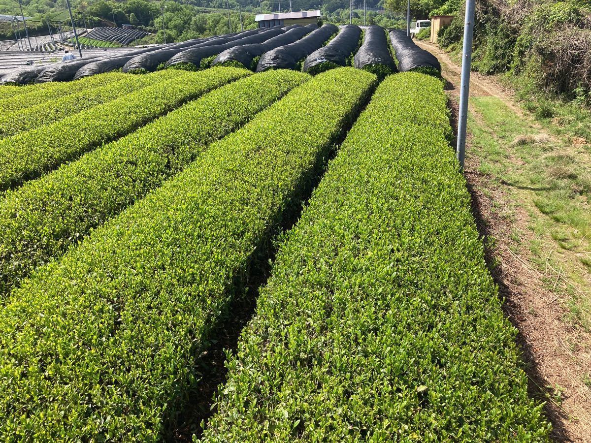 ＊無農薬お茶＊　玄米茶飲み比べセット　化学肥料不使用　宇治茶100% 2022年産