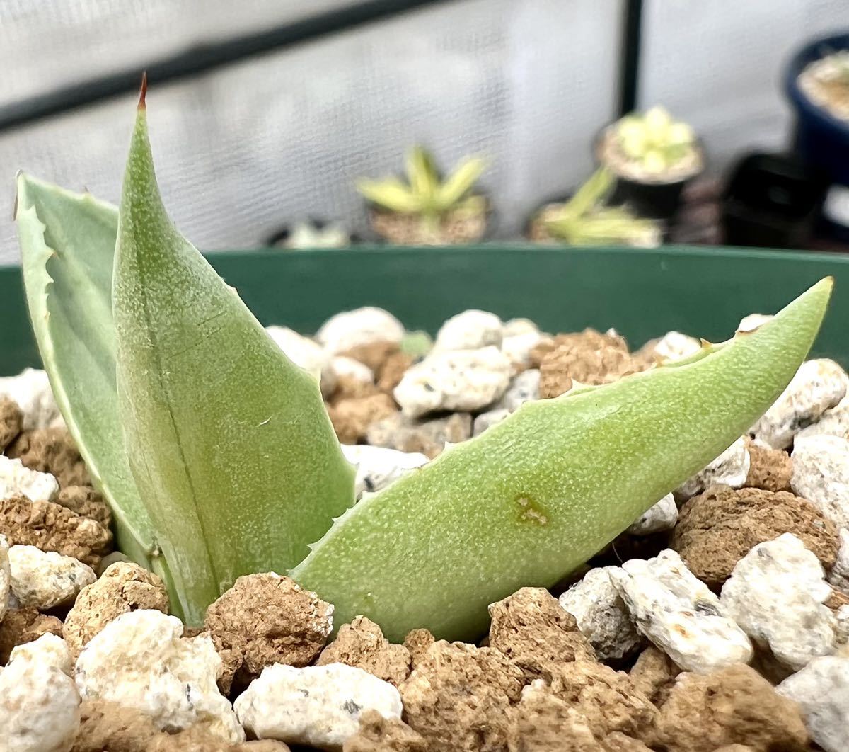 アガベ 多肉植物 オバティフォリア キラー 厳選発根済み特殊斑入り美株