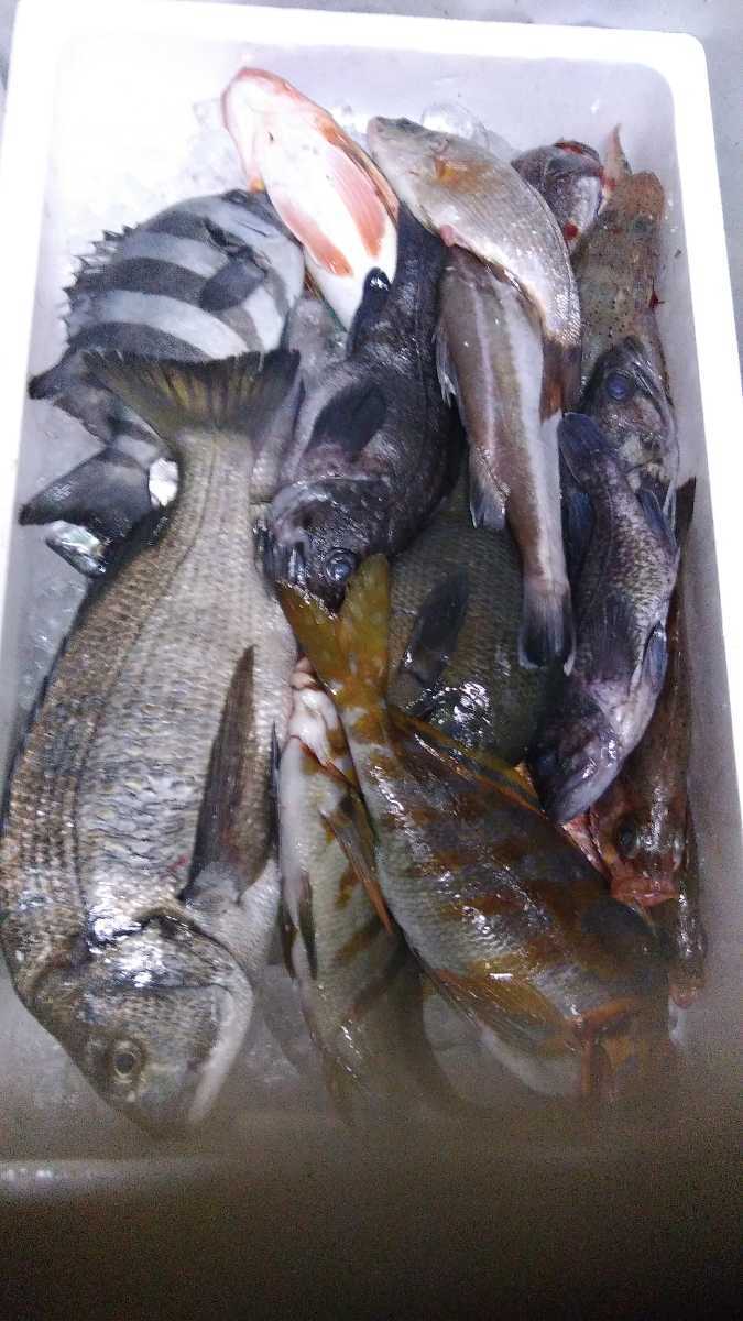 （魚）青森漁師さんのびっくり玉手箱「朝とれ魚介類」1k998円即決_画像1