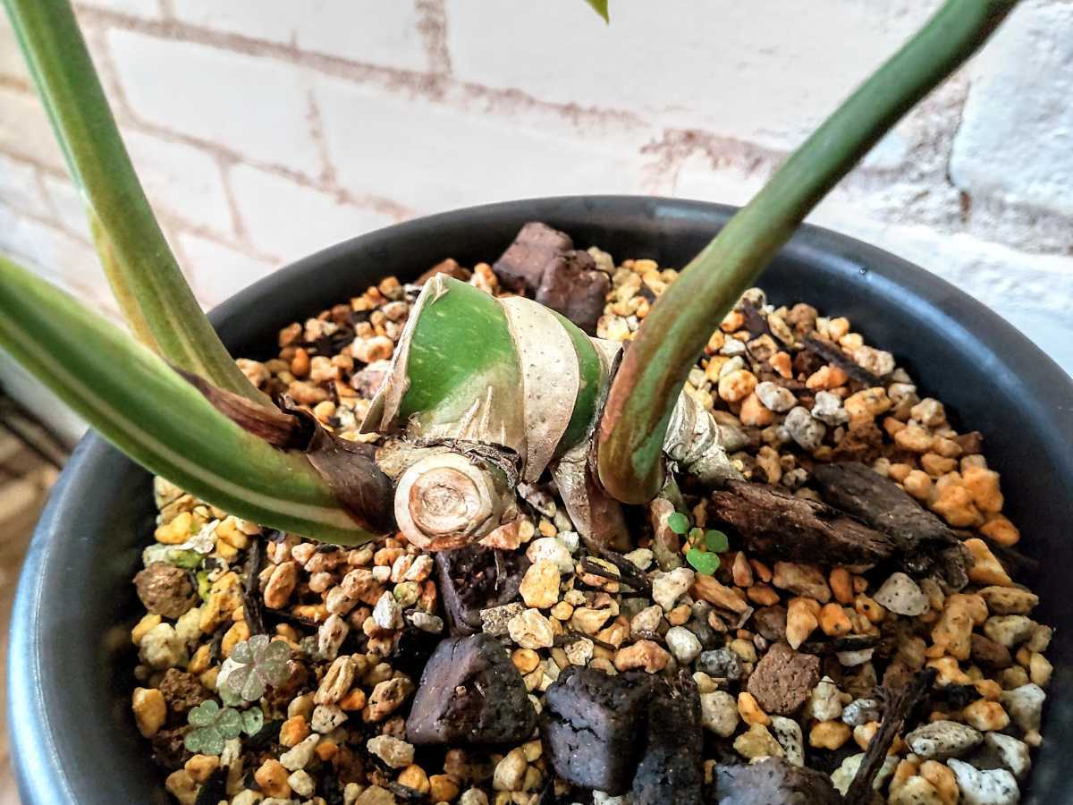 Monstera deliciosa crested yellow monster 斑入り モンステラ Monstera deliciosa crested yellow monster 斑入り モンステラ