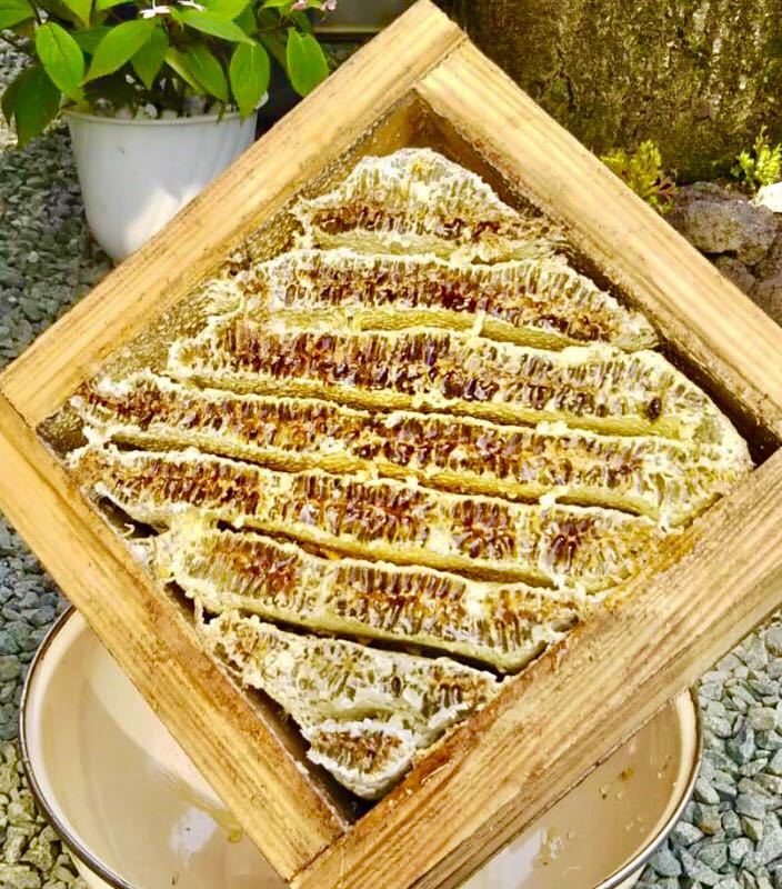 はちみつ 日本蜜蜂のハチミツ 純粋生はちみつ オオガニック