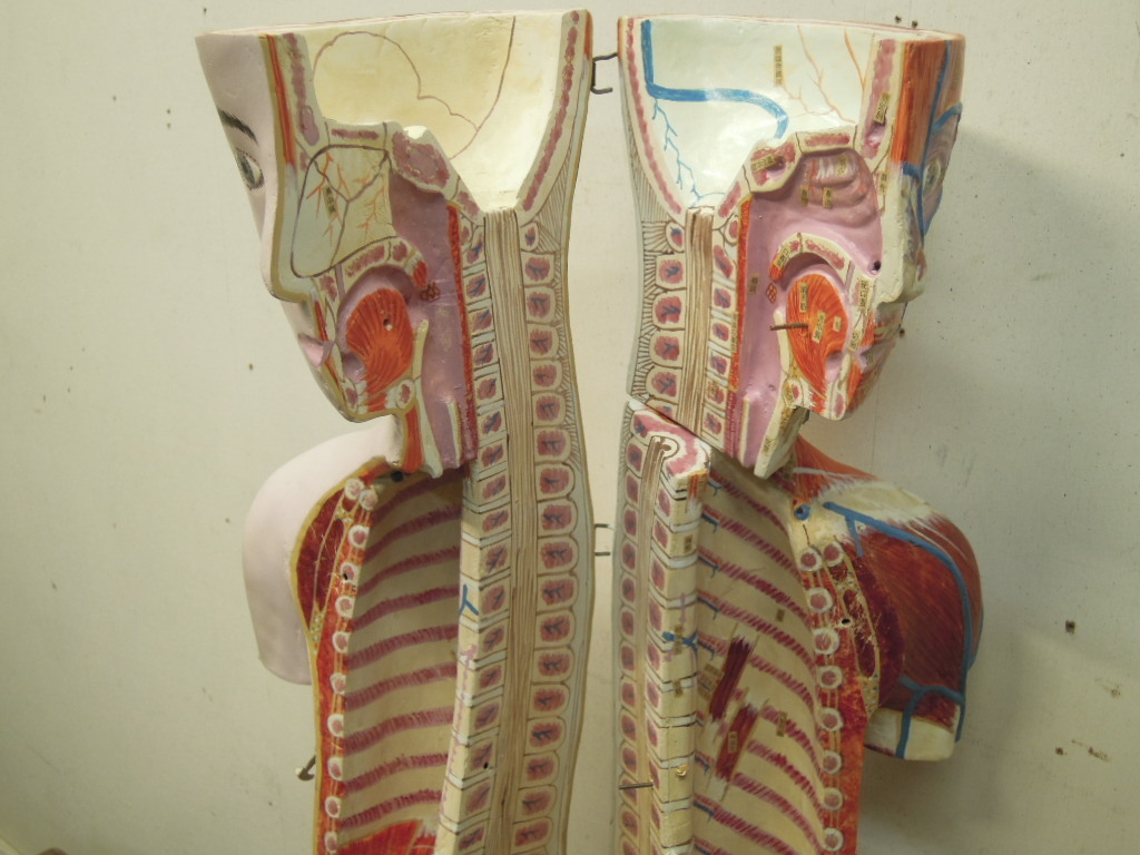 トルソ人体模型 24分解 医療 学校人体モデル教材 理科 教育 学校 病院
