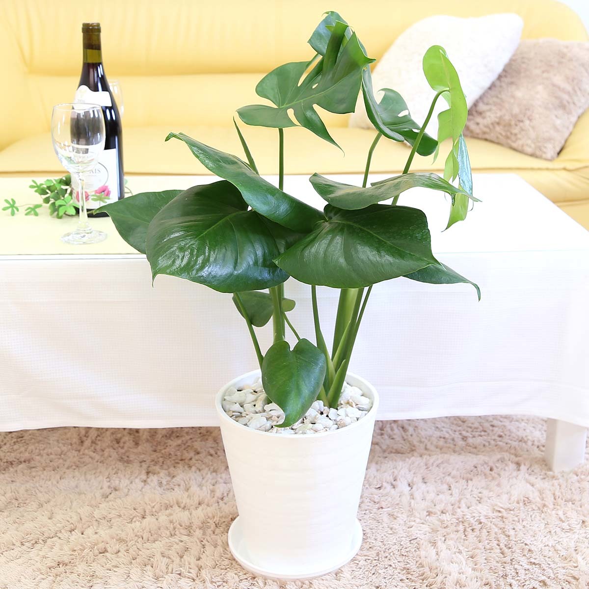  decorative plant monstera 7 number is possible to choose Sera art pot free shipping 