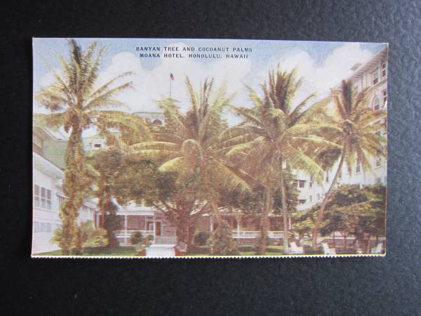 モアナホテル■BANYAN TREE AND COCOANUT PALMS■オールドハワイ■1920's_画像1