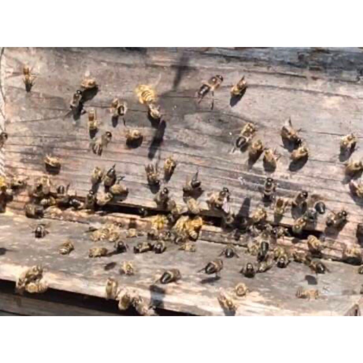 日本蜜蜂2年物はちみつ(150g x3)　非加熱　無添加　国産はちみつ_画像4