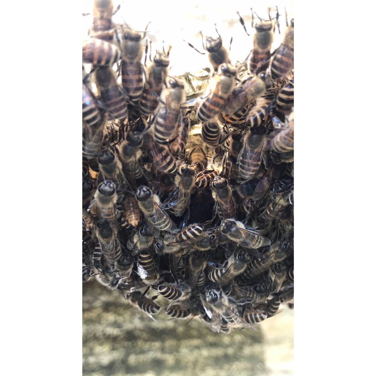 日本蜜蜂2年物はちみつ(150g x3)　非加熱　無添加　国産はちみつ_画像5