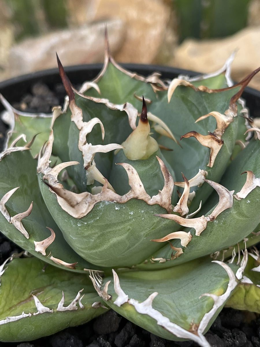 Agave titanota filigreeアガベ チタノタ フィリグリー www
