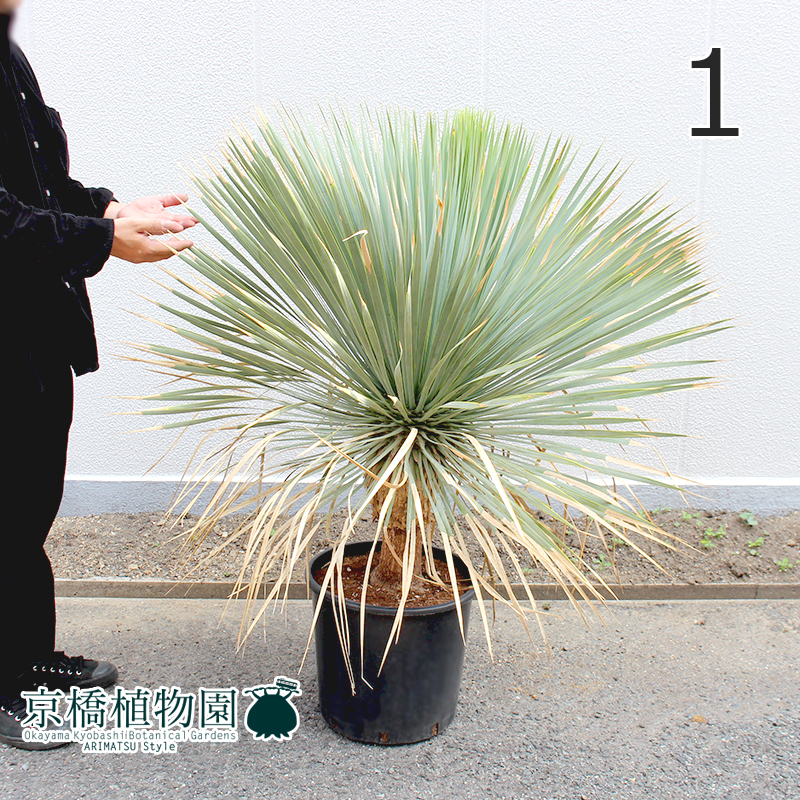 【63%OFF!】 97%OFF ユッカ ロストラータ 12号 1 Yucca Rostrata russellwalshlaw.com russellwalshlaw.com