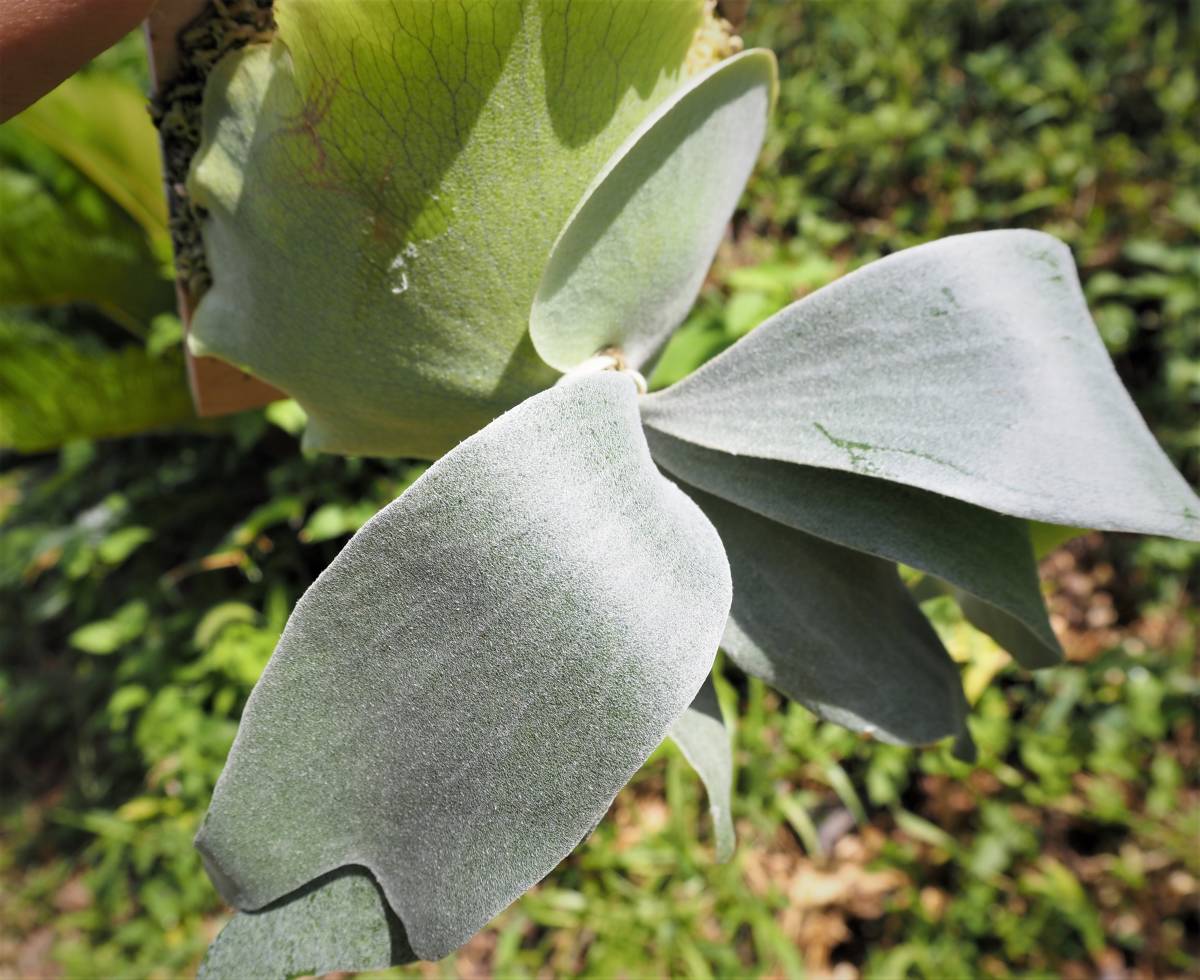 ビカクシダ P. White mr.oat (peevia) コウモリラン Platycerium 麋角羊歯 こうもりらん 観葉植物 珍奇植物 熱帯植物