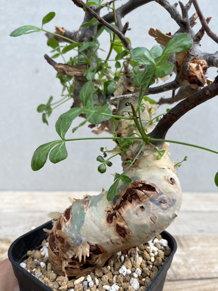 ○コミフォラ カタフ/Commiphora kataf① ○コミフォラ カタフ/Commiphora kataf①