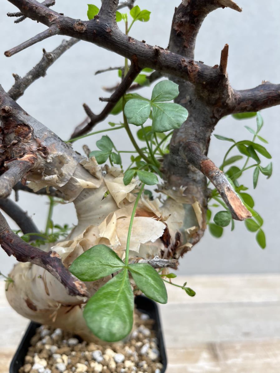 ○コミフォラ カタフ/Commiphora kataf① ○コミフォラ カタフ/Commiphora kataf①