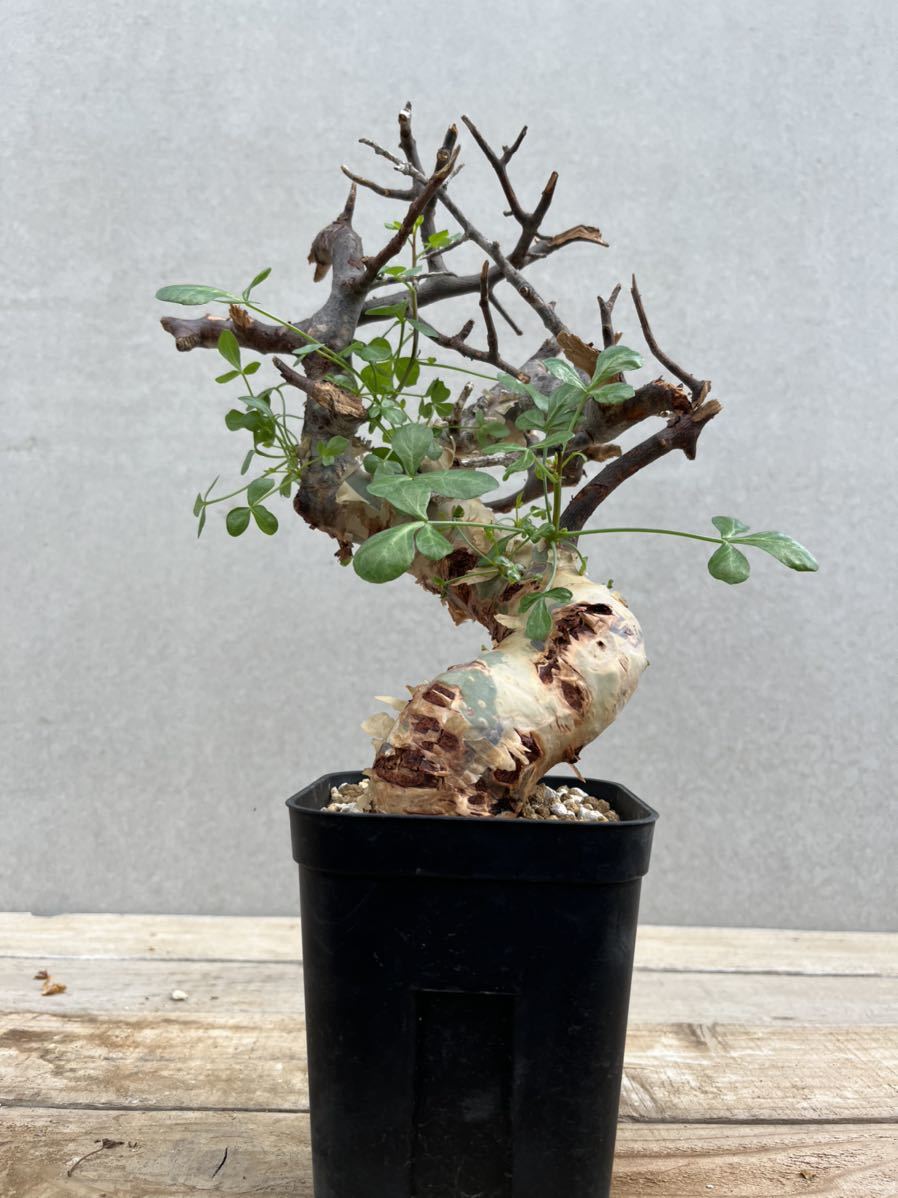 ○コミフォラ カタフ/Commiphora kataf① ○コミフォラ カタフ/Commiphora kataf①
