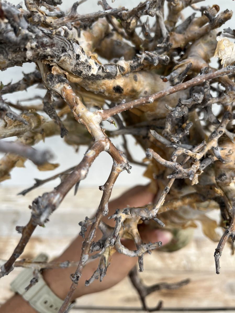 ○現地発根済コミフォラ ストックシアナ/commiphora stocksiana⑨ ○現地発根済コミフォラ ストックシアナ/commiphora stocksiana⑨