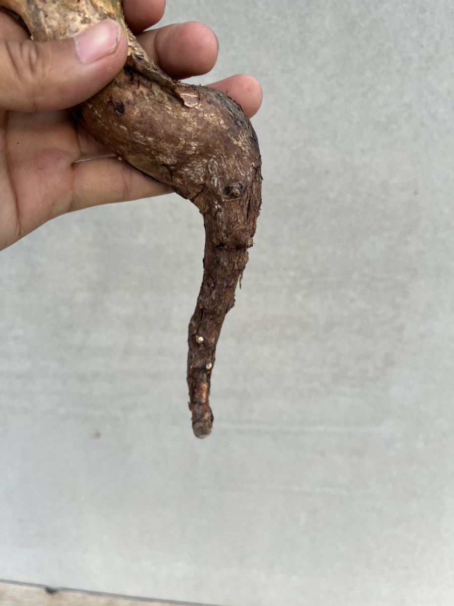 ○現地発根済コミフォラ ストックシアナ/commiphora stocksiana⑨ ○現地発根済コミフォラ ストックシアナ/commiphora stocksiana⑨