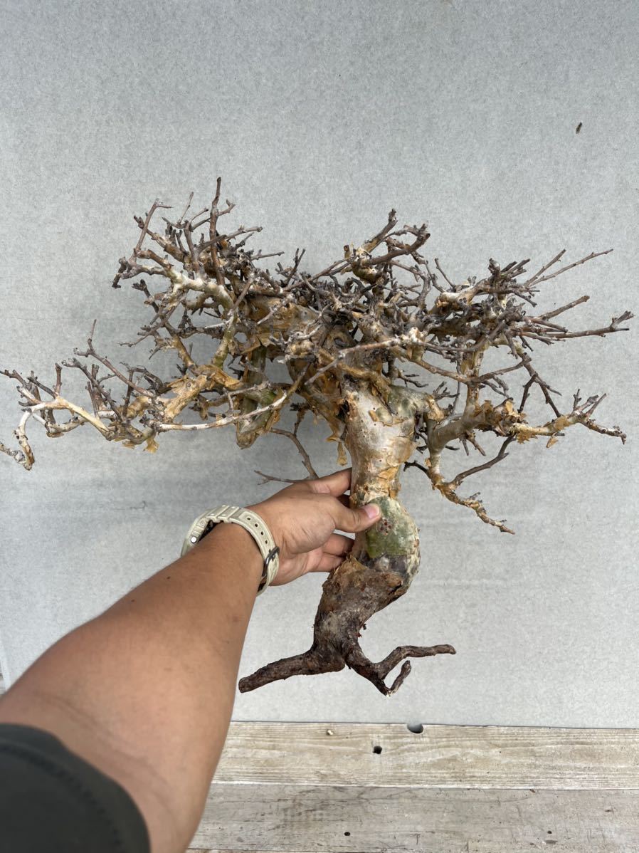 ○現地発根済コミフォラ ストックシアナ/commiphora stocksiana⑨ ○現地発根済コミフォラ ストックシアナ/commiphora stocksiana⑨