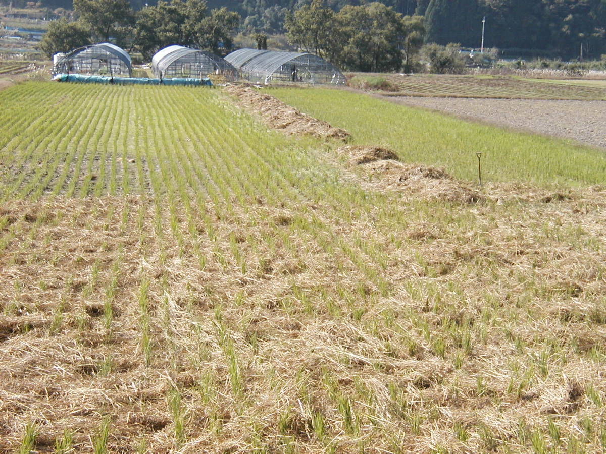 ２０年以上農薬を使わず１０年以上肥料を使わない田んぼで作ったきぬむすめ10㌔　発芽玄米に最適です_肥料はワラのみの自然栽培です