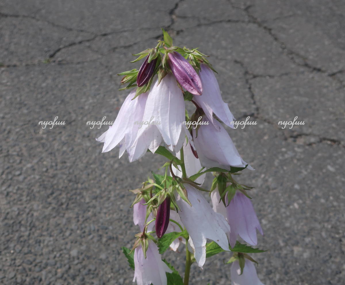 花終わり 蕾と開花輪の濃淡が綺麗 ほたるぶくろ イリデセントベルズ カンパ カンパニュラ ホタルブクロ 地植え 宿根草 山野草 耐寒 11周年記念イベントが カンパニュラ 花終わり 蕾と開花輪の濃淡が綺麗 ほたるぶくろ イリデセントベルズ カンパ カンパニュラ ホタルブクロ 地植え 宿根草 山野草 耐寒 11周年記念イベントが カンパニュラ