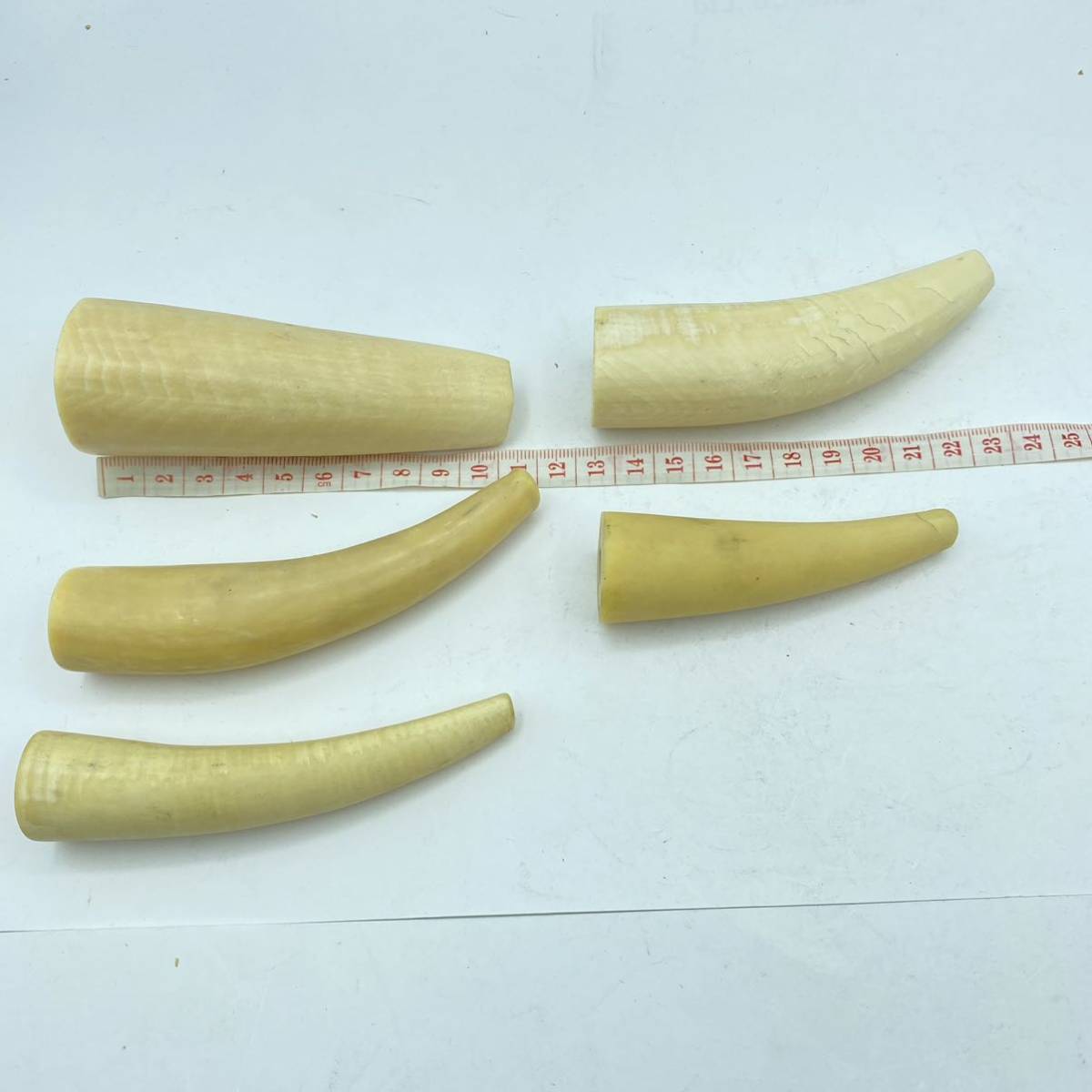 6月⑤】鯨 歯 牙 マッコウクジラ? 抹香鯨 総重量 約1935g 大小 10本