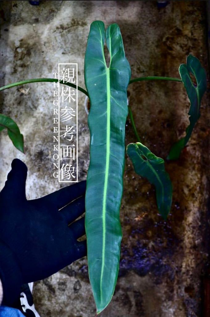 Philodendron “Spiritus sancti” スピリタスサンクチ インテリア