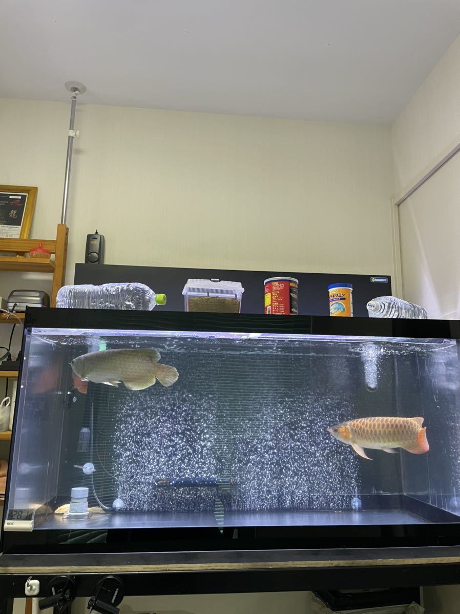 60%以上節約60%以上節約引取限定 KANTETSU アクリル水槽 1200×600
