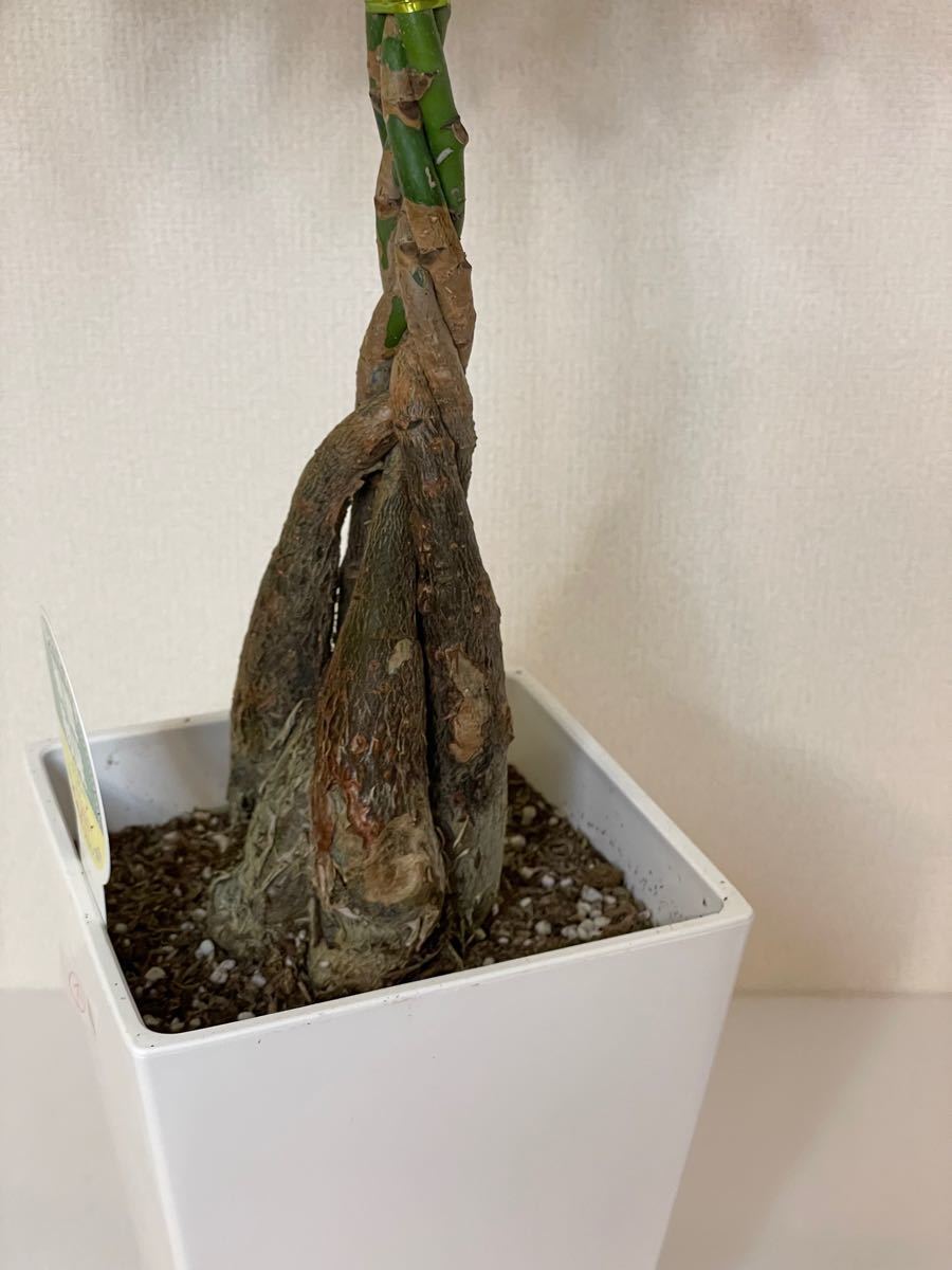 値下げ 入荷 人気観葉植物パキラ5本編み④