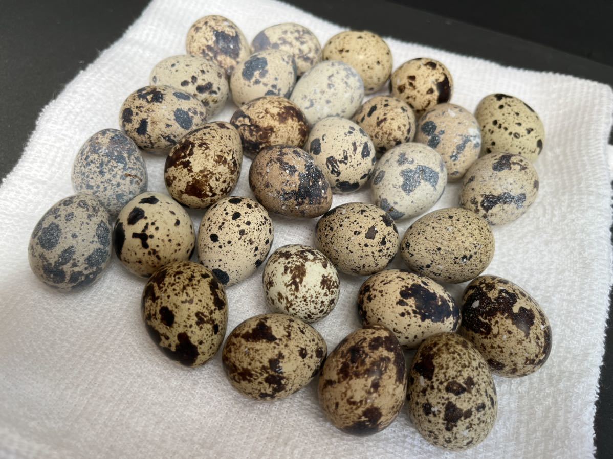 31 並ウズラ 並うずら なみうずら うずらの卵 有精卵 30個セット 鳥 売買されたオークション情報 Yahooの商品情報をアーカイブ公開 オークファン Aucfan Com 31 並ウズラ 並うずら なみうずら うずらの卵 有精卵 30個セット 鳥 売買されたオークション情報 Yahooの商品情報をアーカイブ公開 オークファン Aucfan Com