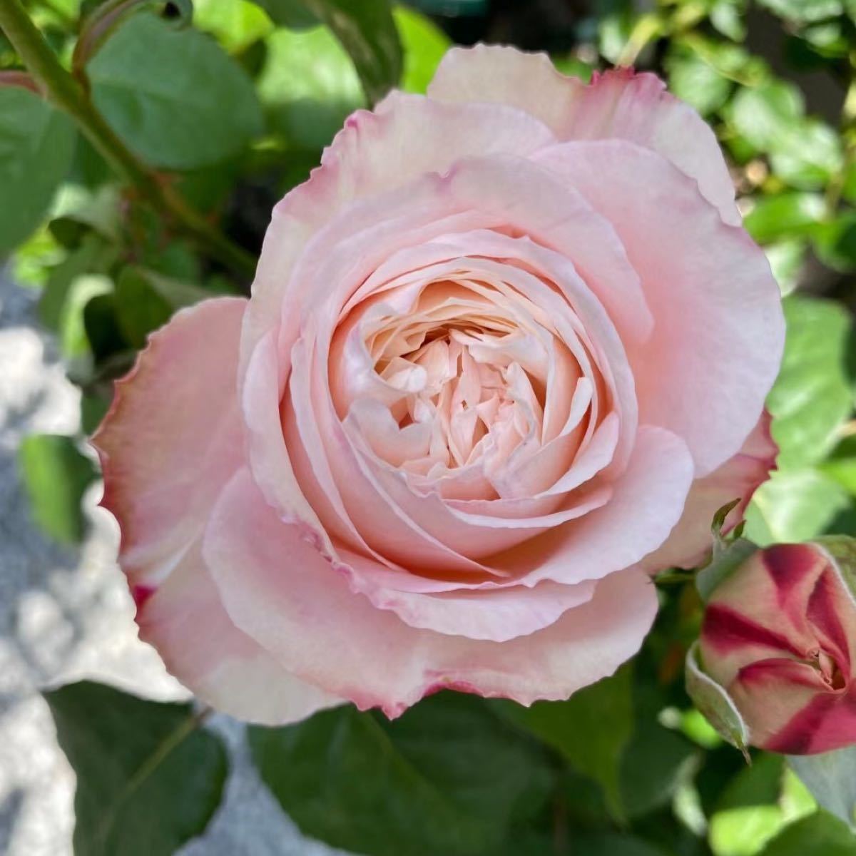 和バラ 挿し木 鉢植え 3年生 バラ苗 | www.schmetterlinghaus.at