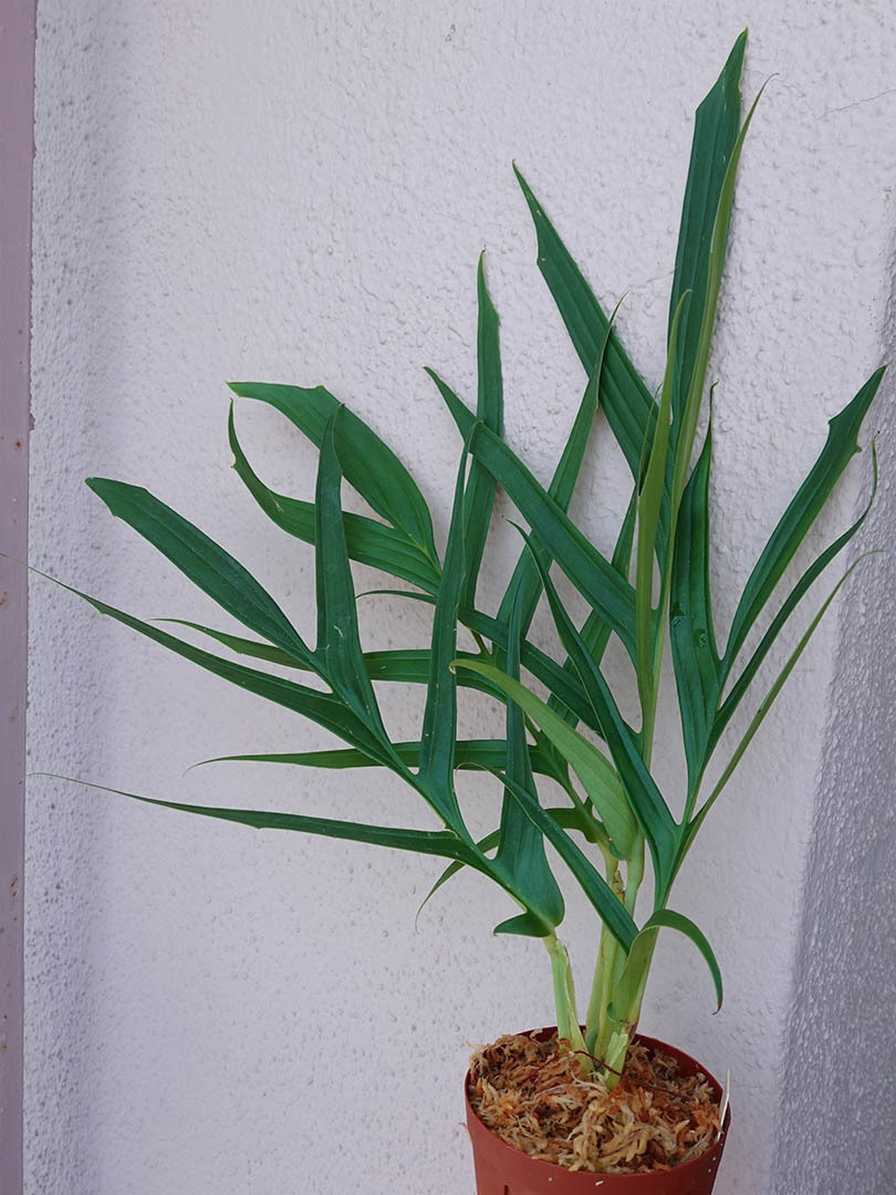 ラフィドフォラ Rhaphidophora Tenuis Green 熱帯植物 No 1 観葉植物 売買されたオークション情報 Yahooの商品情報をアーカイブ公開 オークファン Aucfan Com