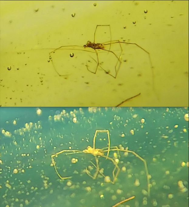 白亜紀 虫入り ビルマ琥珀 コケムシ2属 奇妙ダニ バーマイト 甲虫 昆虫 化石 アンバー 化石 売買されたオークション情報 Yahooの商品情報をアーカイブ公開 オークファン Aucfan Com