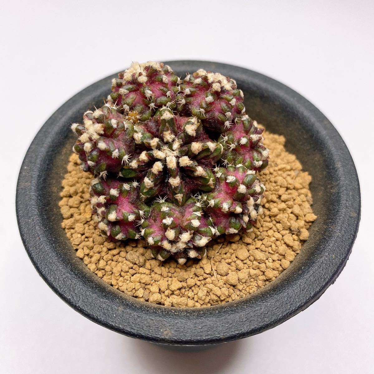 多肉植物 サボテン ギムノカリキウム・ミハノビッチ T-LUX ピンク