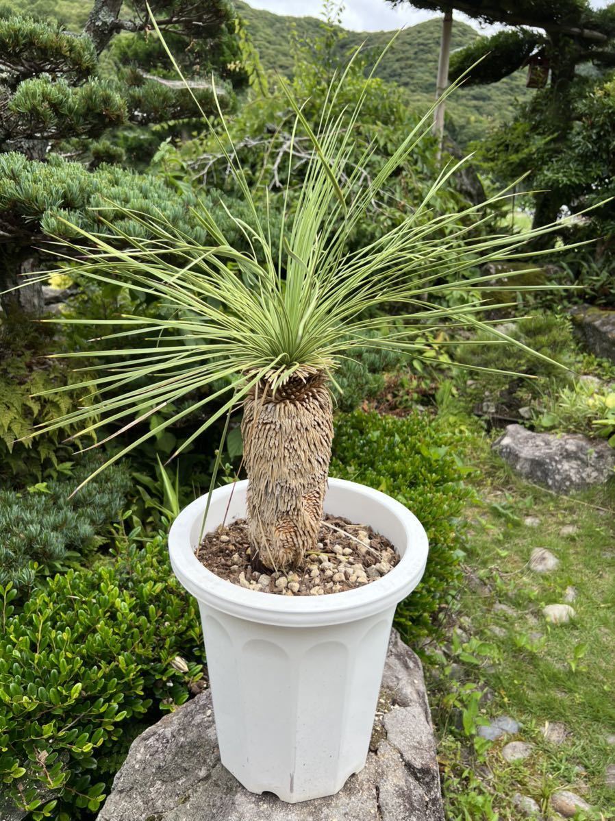 太株 レア ユッカ リネアリフォリア Yucca linearifoliaリネアフォリア