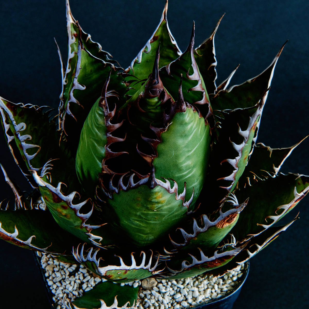 アガベ ホリダ 強棘 ボール型 Agave horrida (検 チタノタ オテロイ