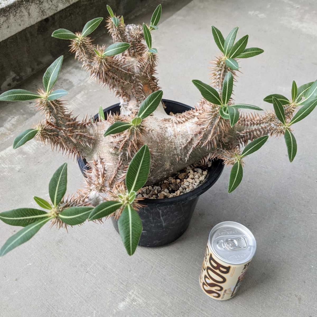 現地球・発根済】パキポディウム・ホロンベンセPachypodium 現地球・発根済】パキポディウム・ホロンベンセPachypodium