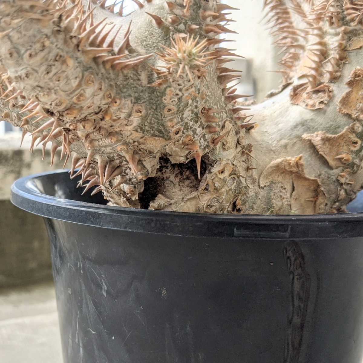 現地球・発根済】パキポディウム・ホロンベンセPachypodium 現地球・発根済】パキポディウム・ホロンベンセPachypodium