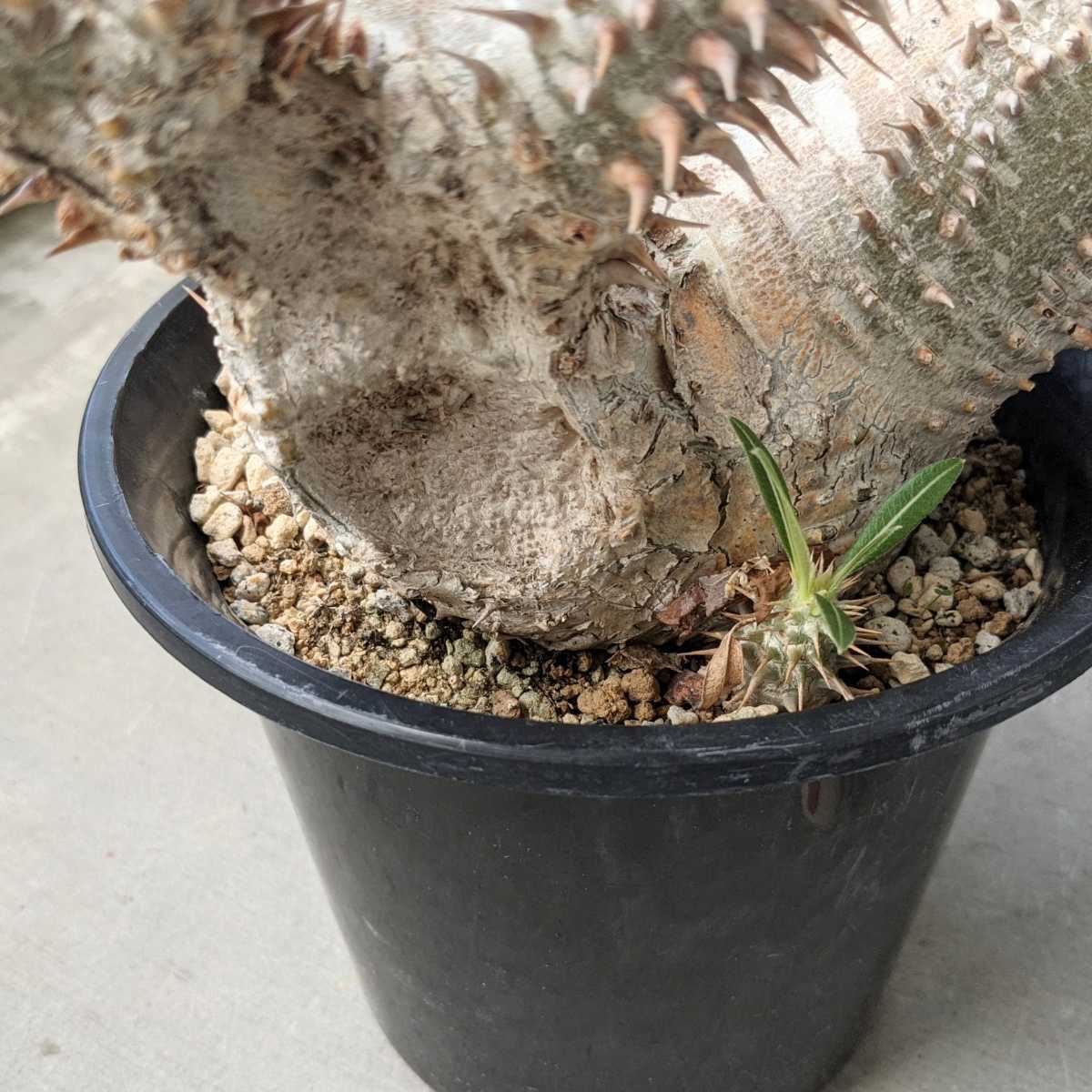 現地球・発根済】パキポディウム・ホロンベンセPachypodium 現地球・発根済】パキポディウム・ホロンベンセPachypodium